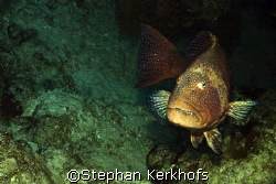 Red sea coralgrouper (Plectropomus pessuliferus) taken at... by Stephan Kerkhofs 